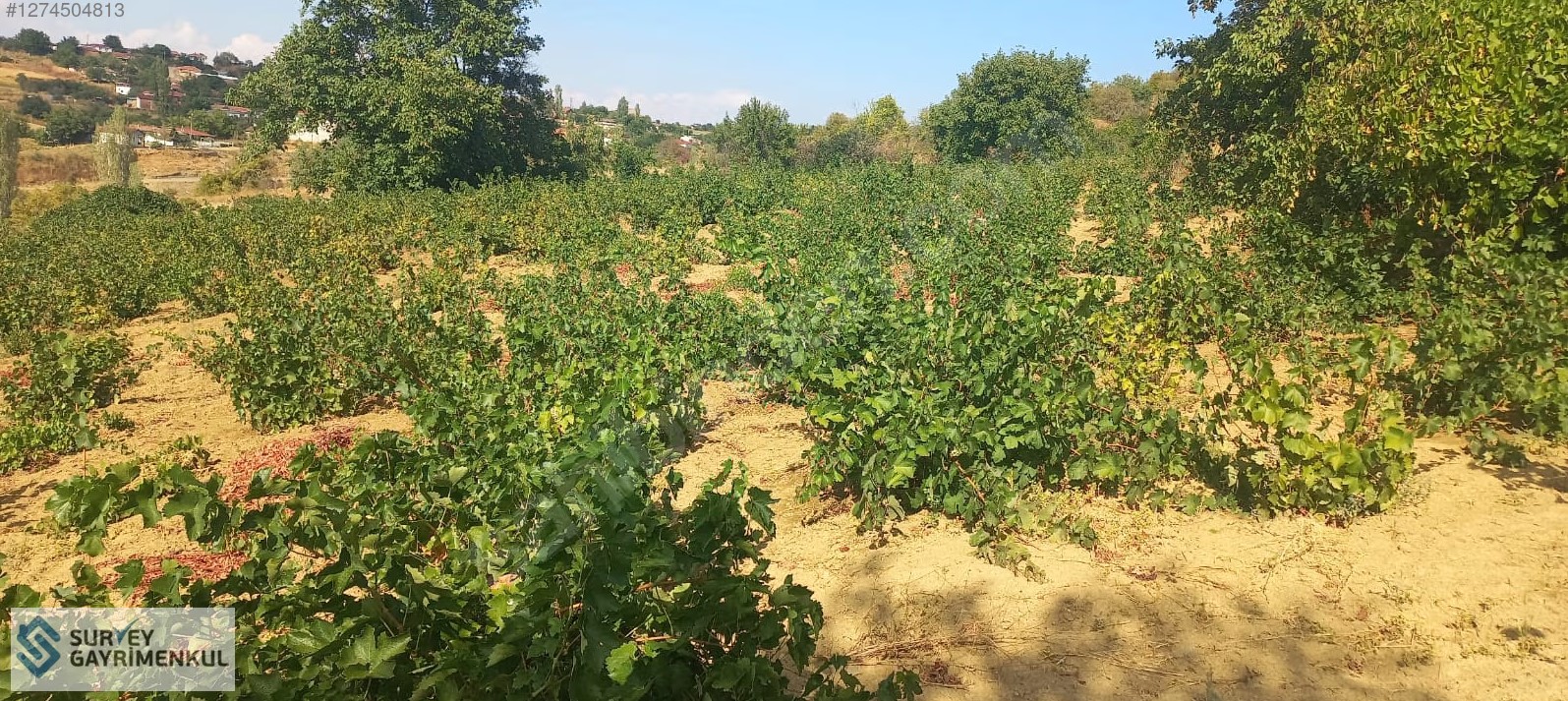 SÜLEYMANPAŞA YENİCE'DE RESMİ YOLU OLAN KÖYE YAKIN SATILIK BAĞ